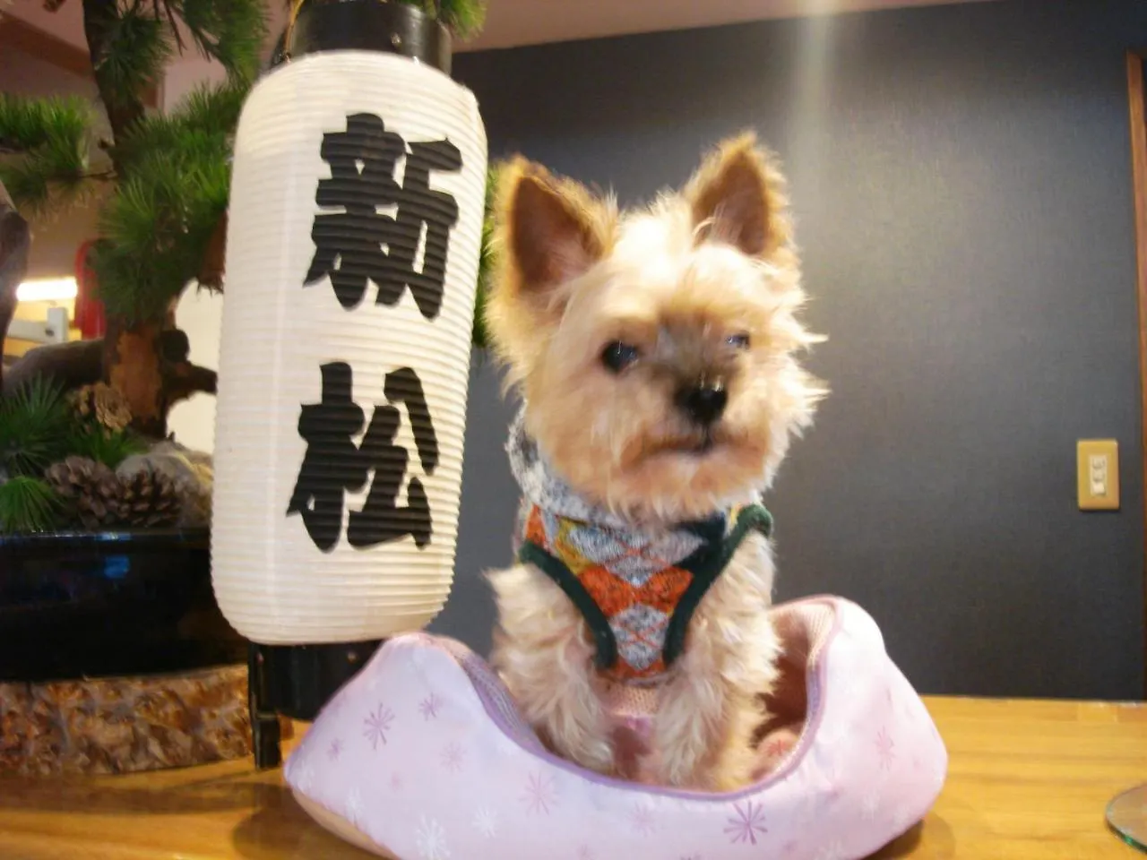 Japanskt värdshus (ryokan) Yunokawa Onsen Shinmatsu Hotell Hakodate